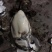 产地直销生蚝