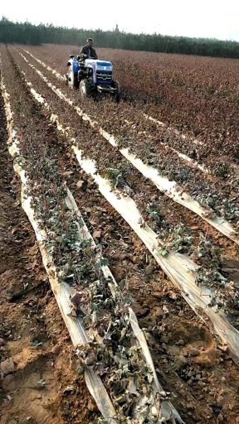 北冰红赤龙珠高抗寒不下架酒葡萄苗（抗—37°)，不埋土
