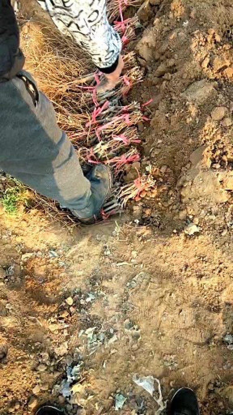 北冰红赤龙珠高抗寒不下架酒葡萄苗（抗—37°)，不埋土