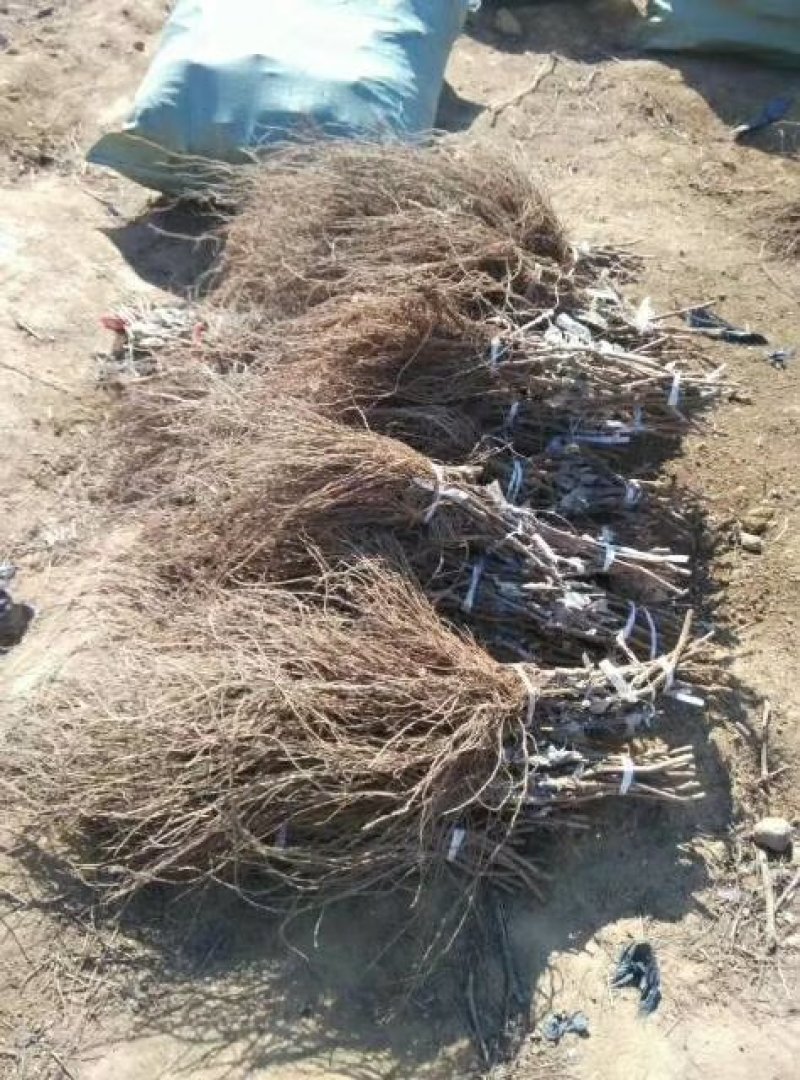 北冰红赤龙珠高抗寒不下架酒葡萄苗（抗—37°)，不埋土