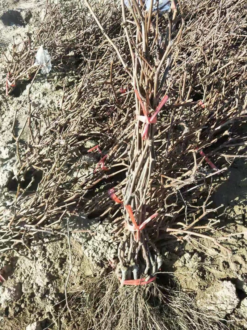 北冰红赤龙珠高抗寒不下架酒葡萄苗（抗—37°)，不埋土