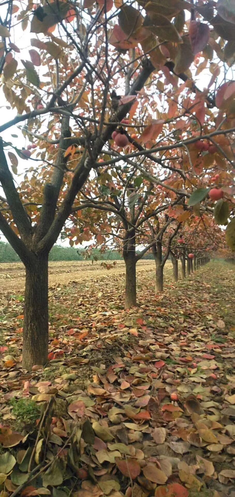 绿化苗木