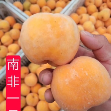 黄桃苗南非黄桃新品种康发2号秋黄金芒果味黄桃