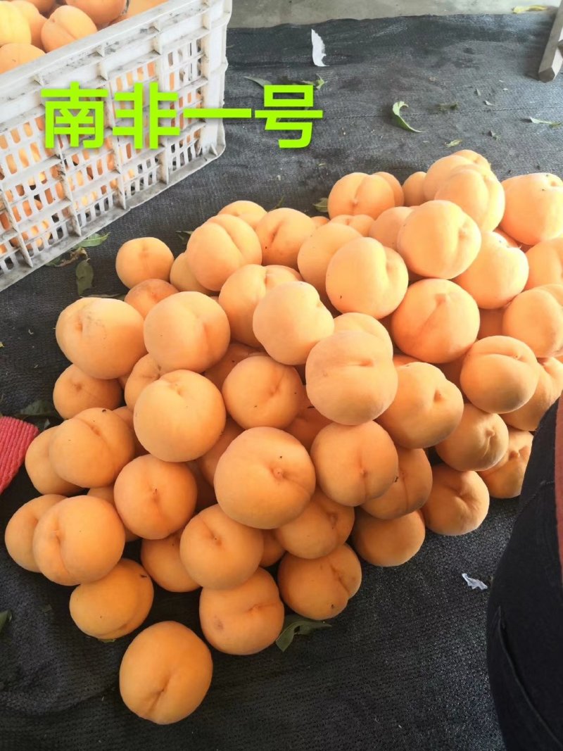 黄桃苗南非黄桃新品种康发2号秋黄金芒果味黄桃