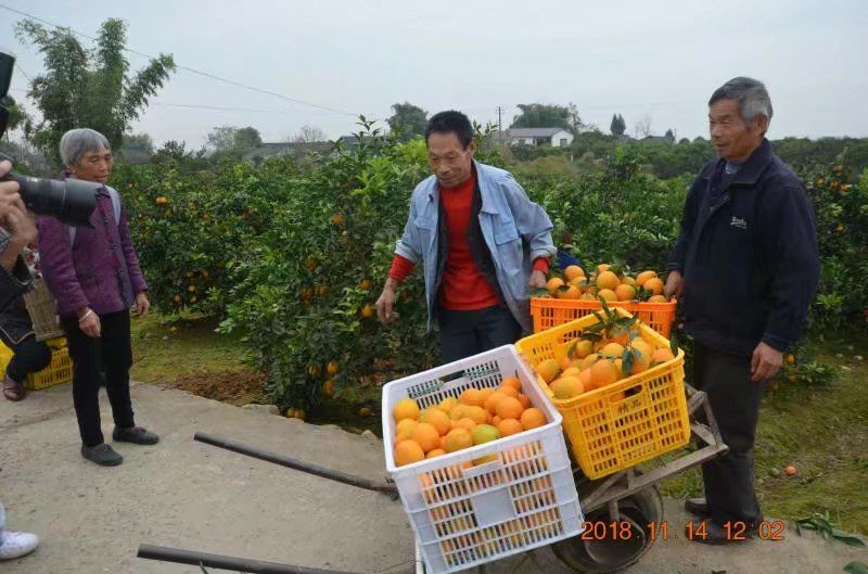 脐橙血橙锦橙提供长期货源