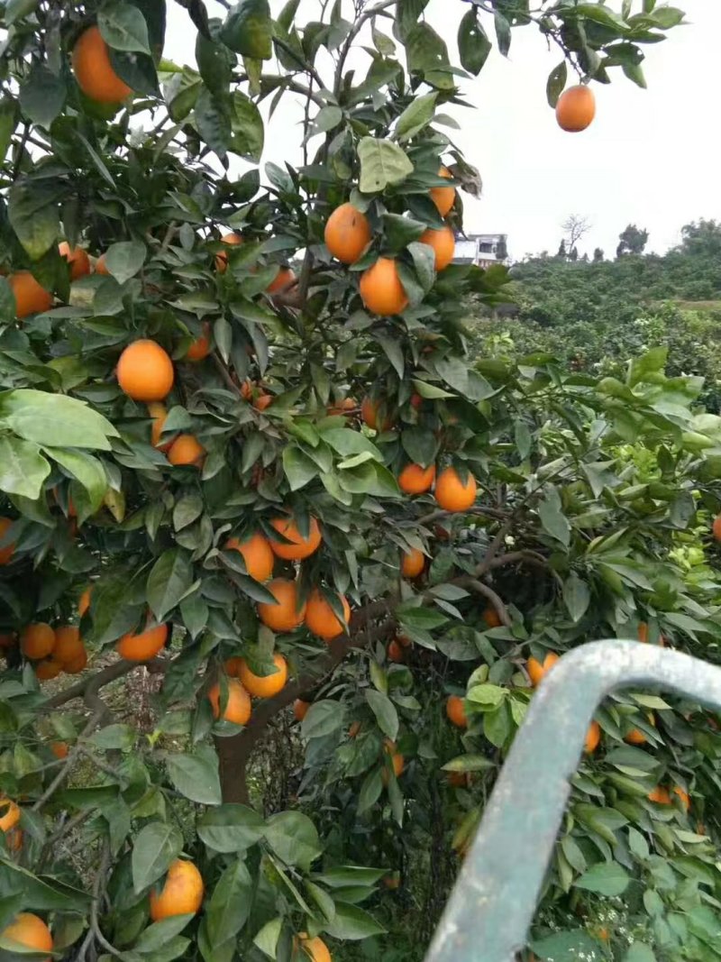 脐橙血橙锦橙提供长期货源