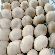 褐菇正品牛排菇未开伞新鲜厂家直接发货品质有
