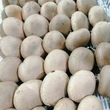 褐菇正品牛排菇未开伞新鲜厂家直接发货品质有保障