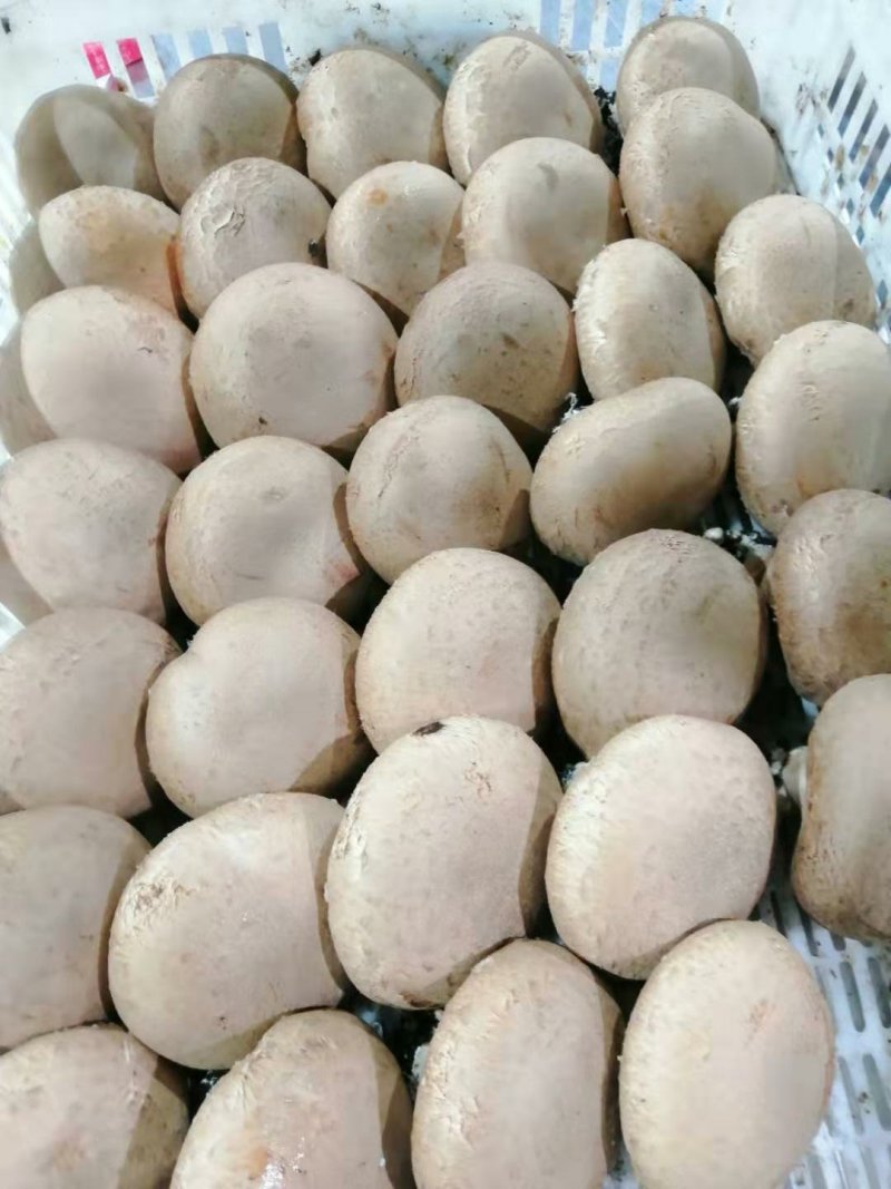 褐菇正品牛排菇未开伞新鲜厂家直接发货品质有保障