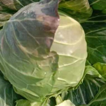湖北甘蓝旺旺包菜，1斤到2斤，基地直供，质优价廉
