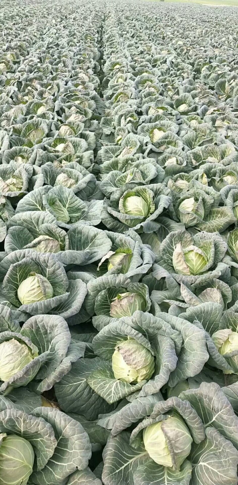 湖北甘蓝旺旺包菜，1斤到2斤，基地直供，质优价廉