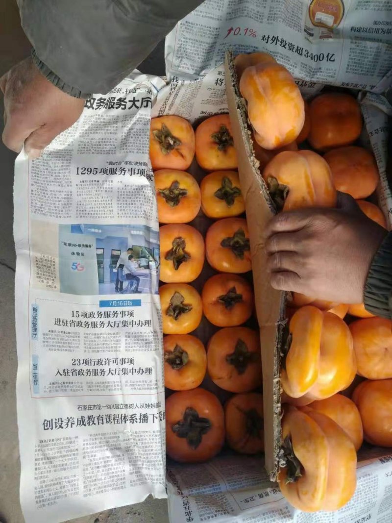磨盘柿产地直供，价格优惠，保证质量，进口香蕉箱装，连皮走