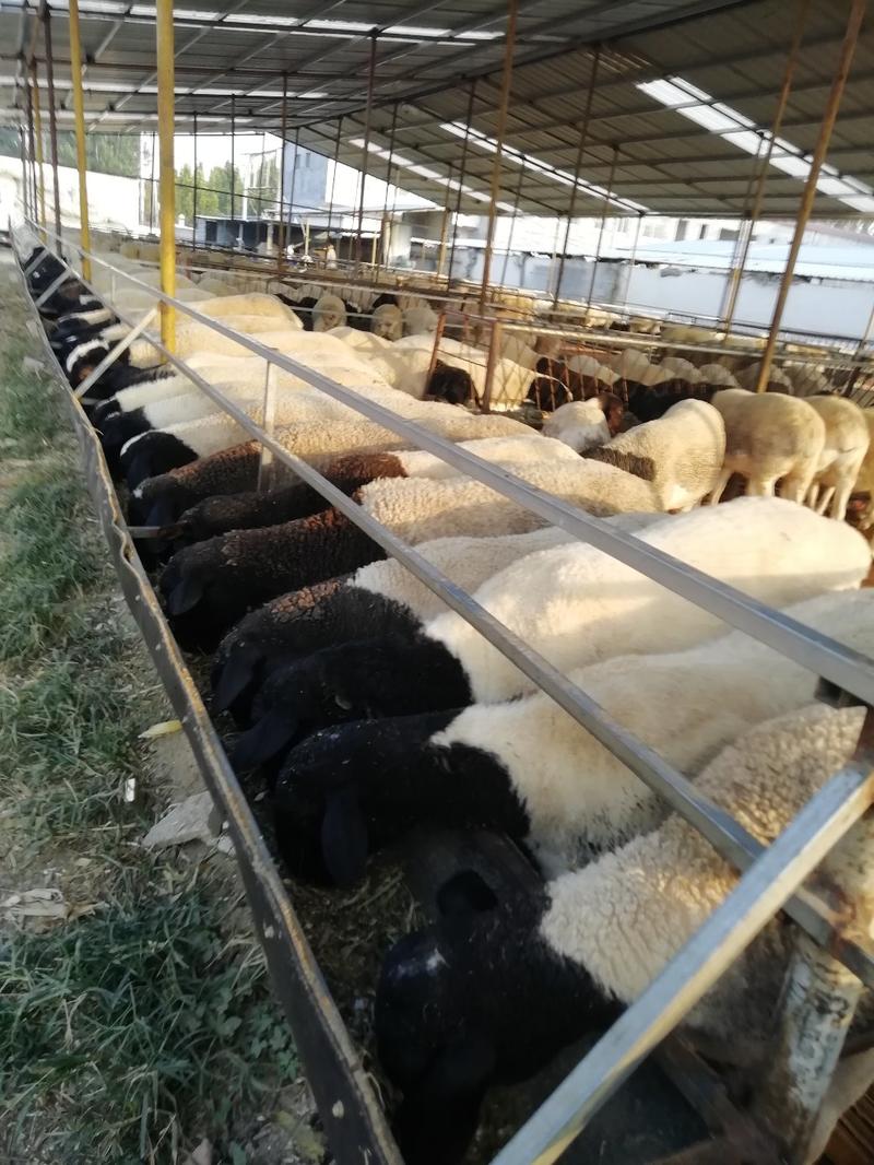 杜泊羊，纯种杜泊羊，怀孕羊，种羊羊羔好饲养，长势快繁殖多
