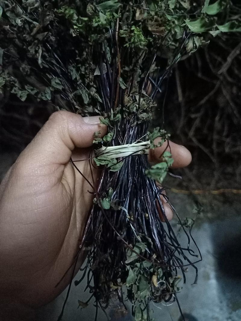猪鬃草——贵州野生铁线蕨高含量