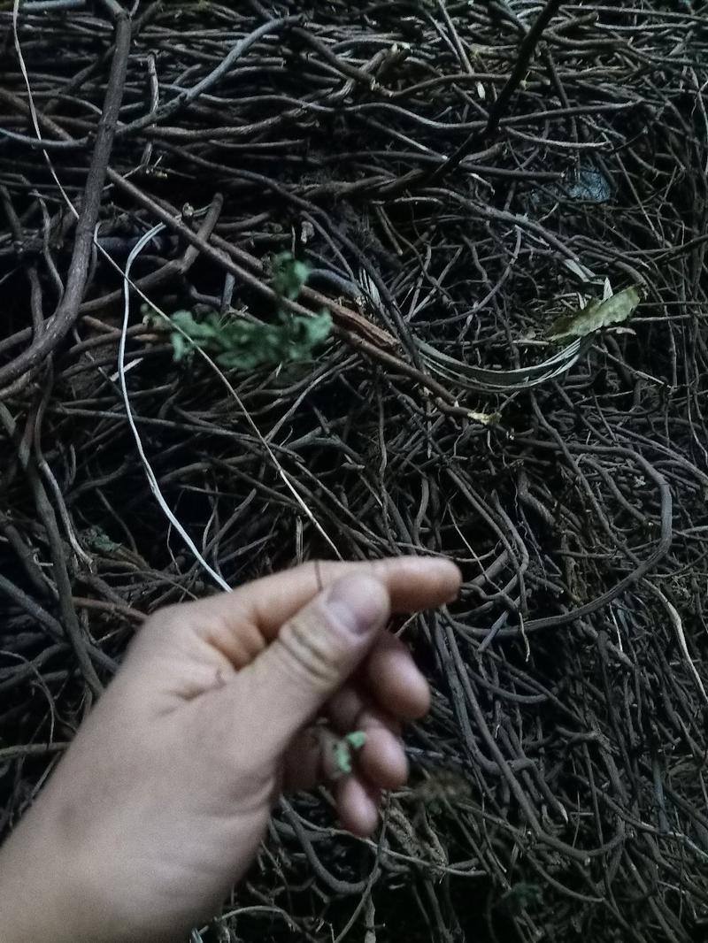 猪鬃草——贵州野生铁线蕨高含量