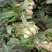 常年代收各种蔬菜