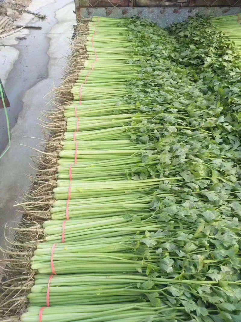 常年代收各种蔬菜