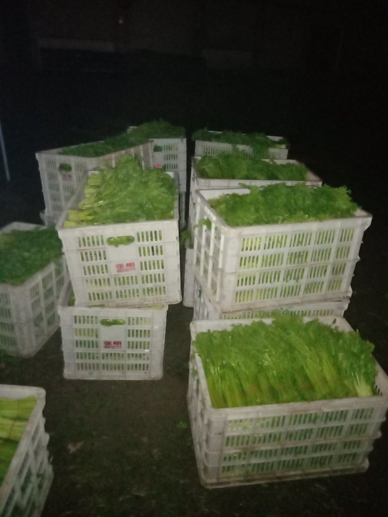 常年代收各种蔬菜