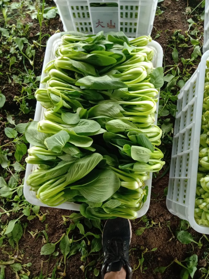 常年代收各种蔬菜