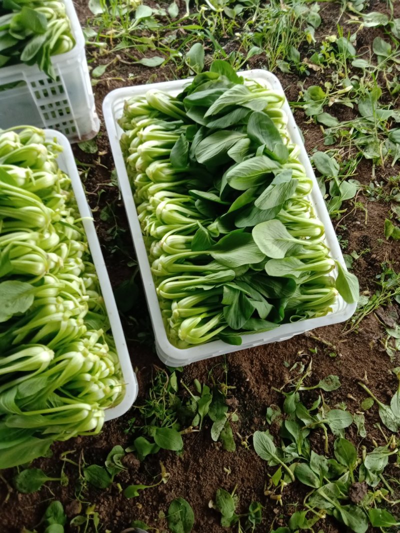 常年代收各种蔬菜