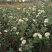 杭白菊胎菊花茶