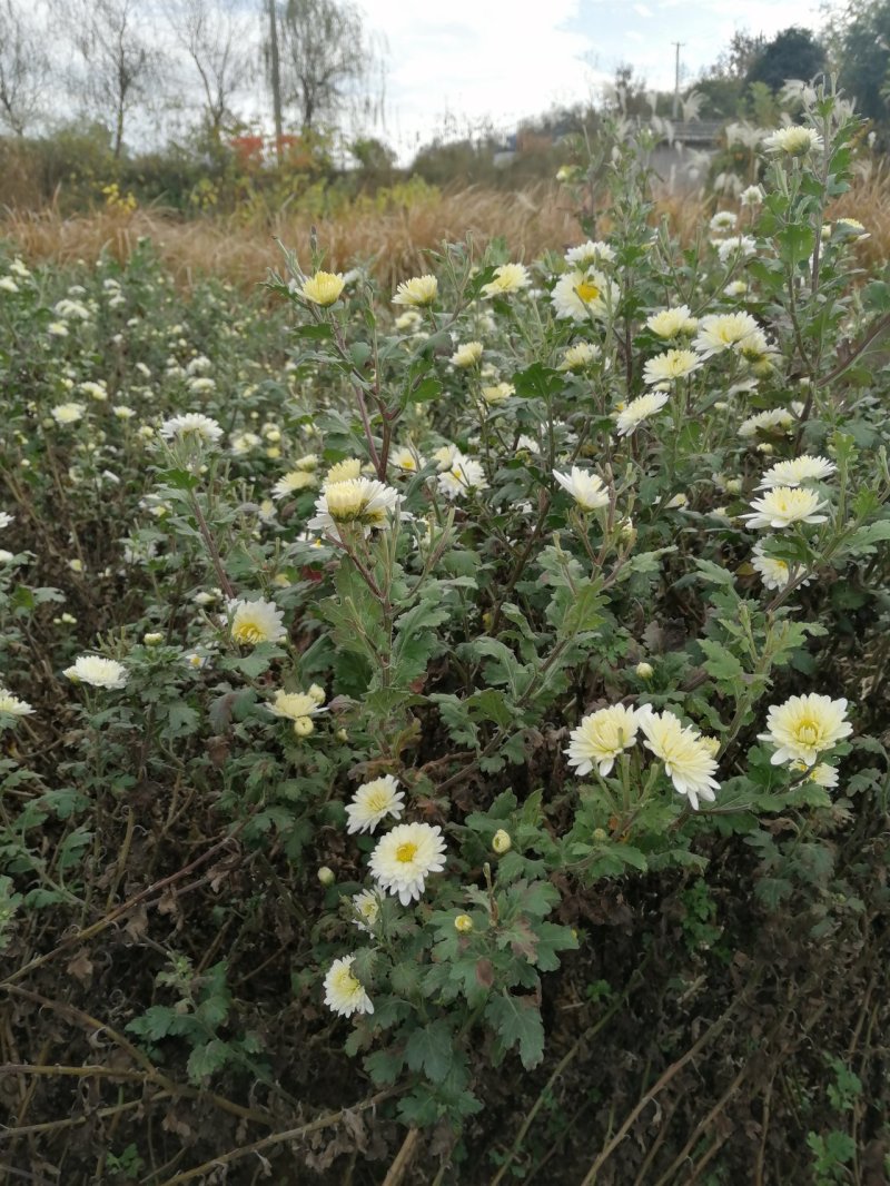 杭白菊胎菊花茶