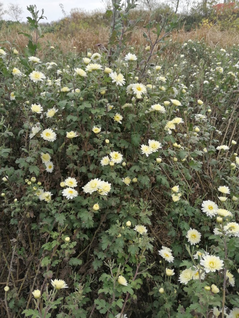 杭白菊胎菊花茶