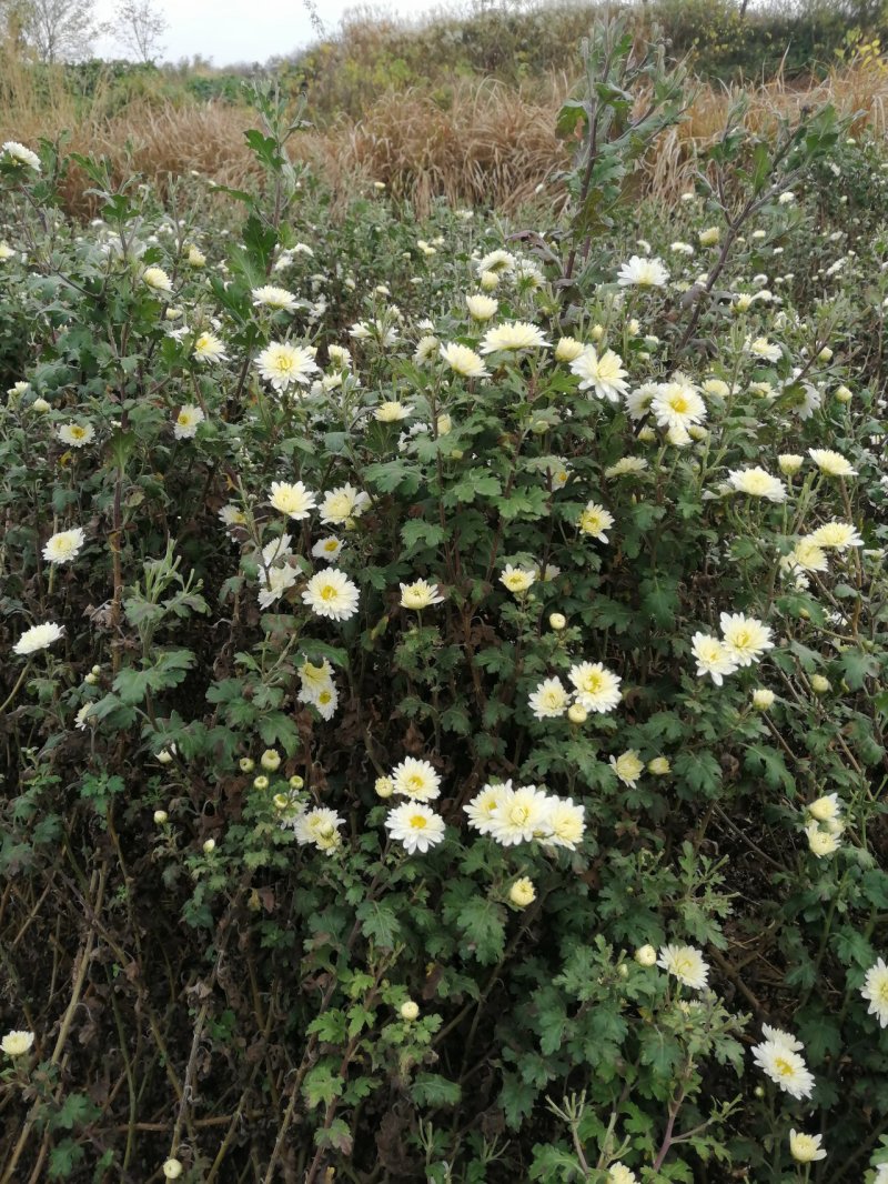 杭白菊胎菊花茶