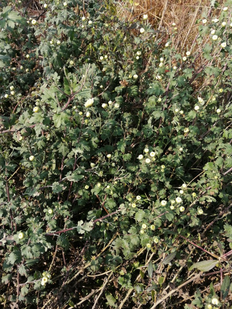 杭白菊胎菊花茶