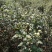 杭白菊胎菊花茶