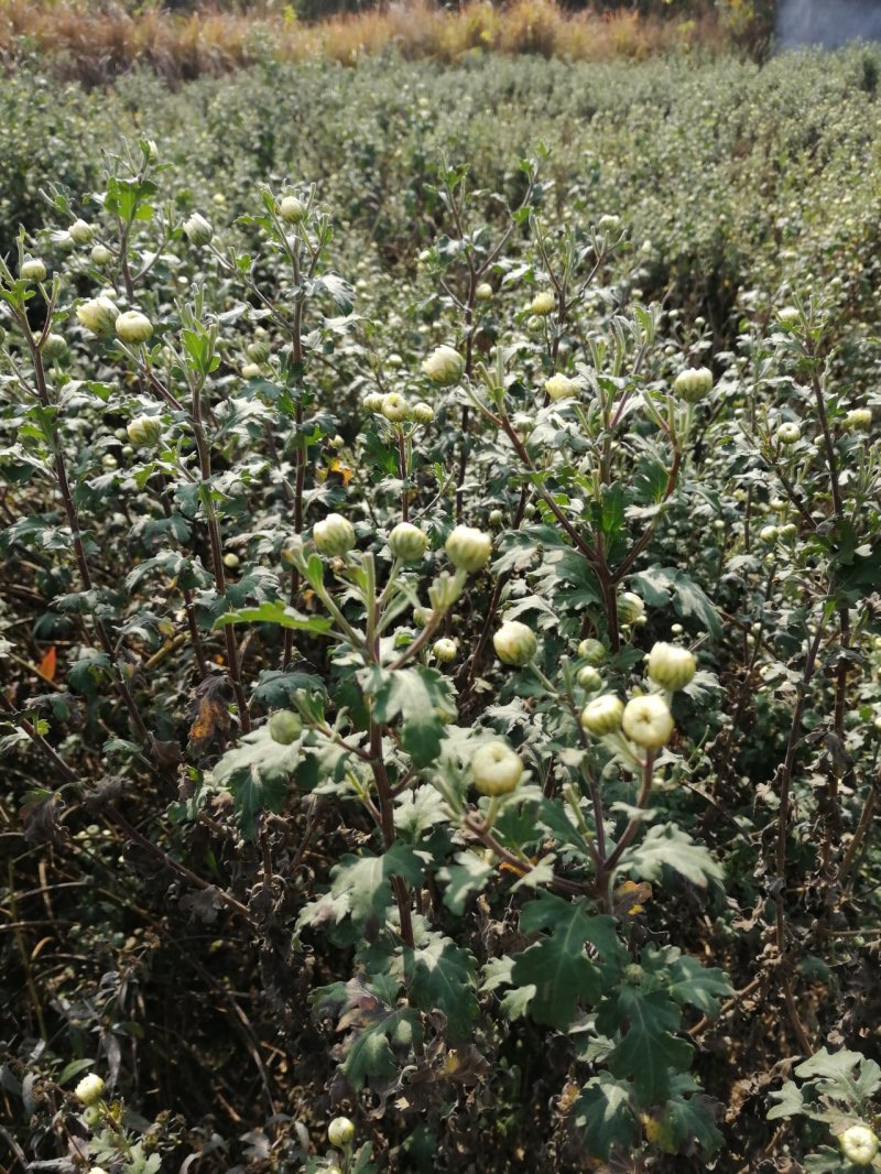 杭白菊胎菊花茶