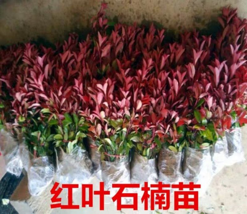 红叶石楠苗庭院小区地栽盆栽篱笆工程绿化