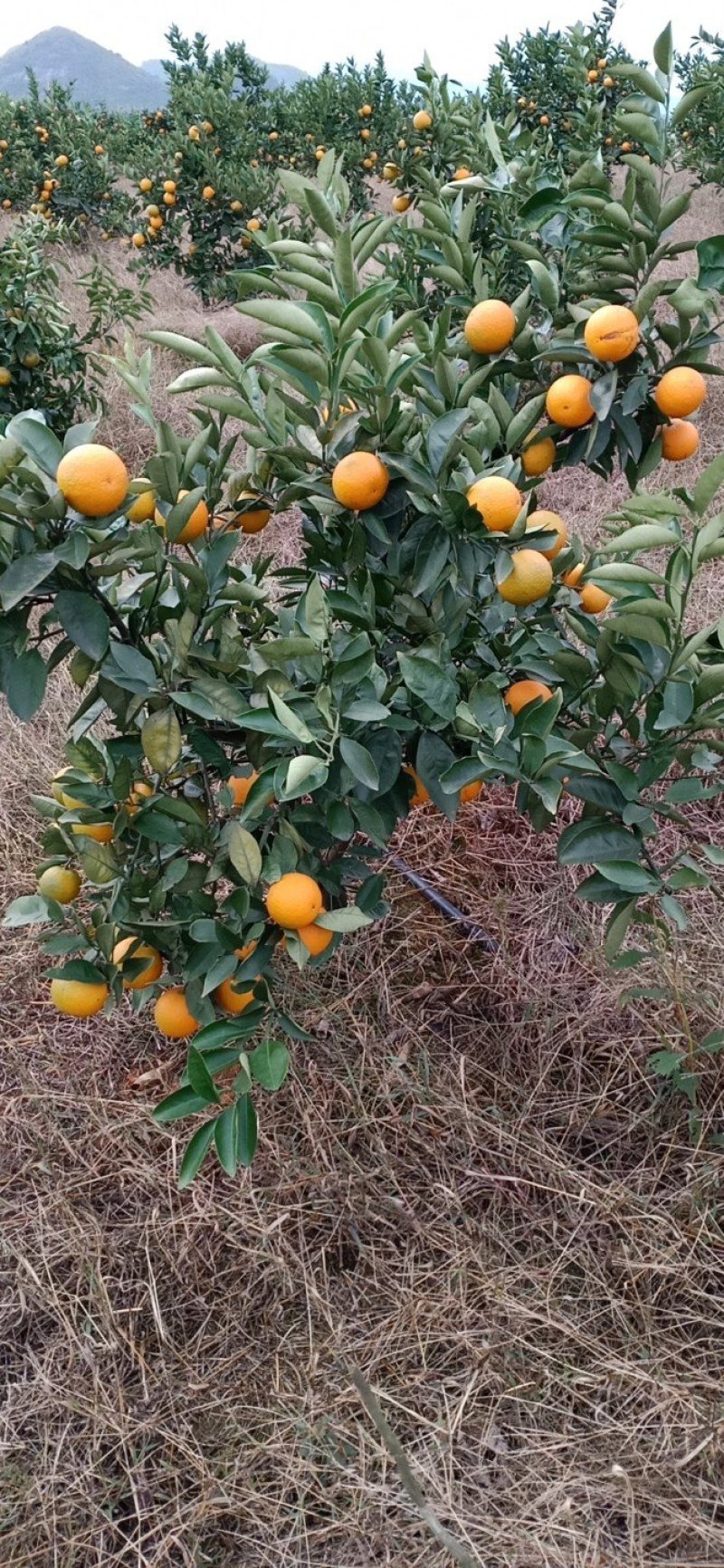 蜜香橙