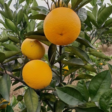 蜜香橙