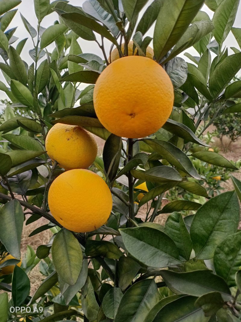 蜜香橙