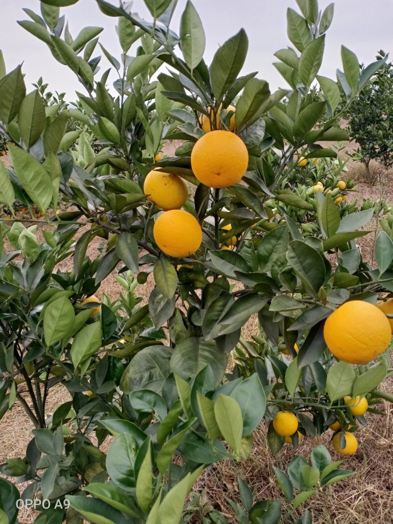 蜜香橙