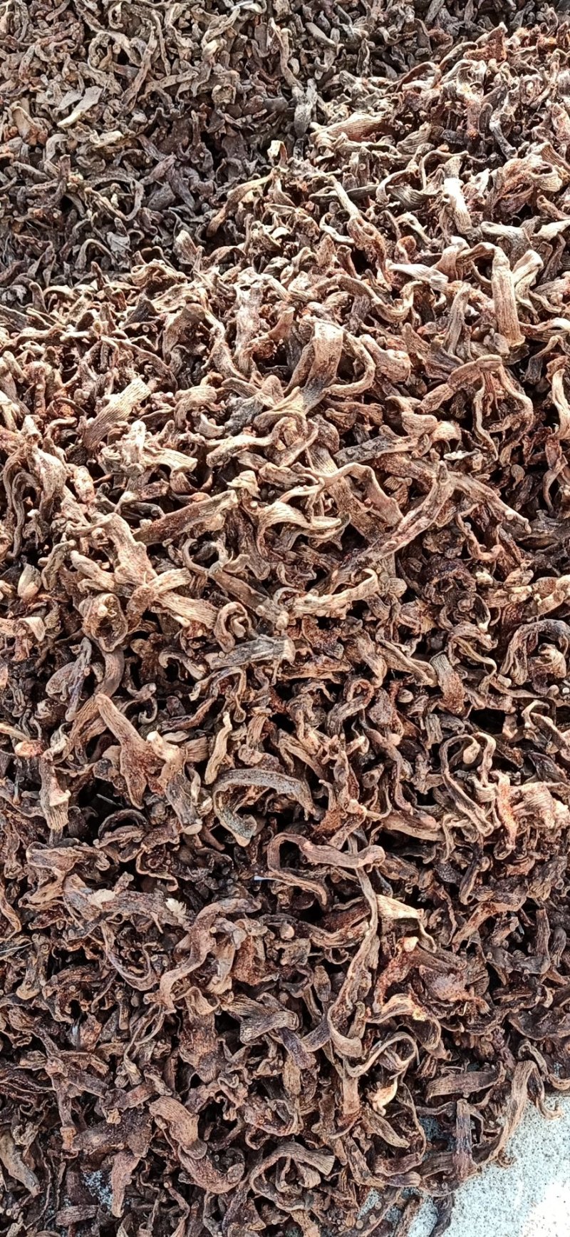 贵州骨碎补爬岩姜毛姜脱毛个子货大量批发含量足