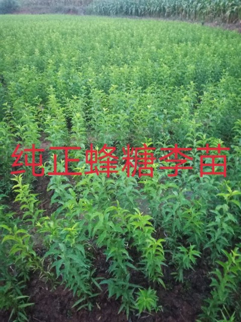 蜂糖李苗，自产直销、物美价廉，可视频看货定苗