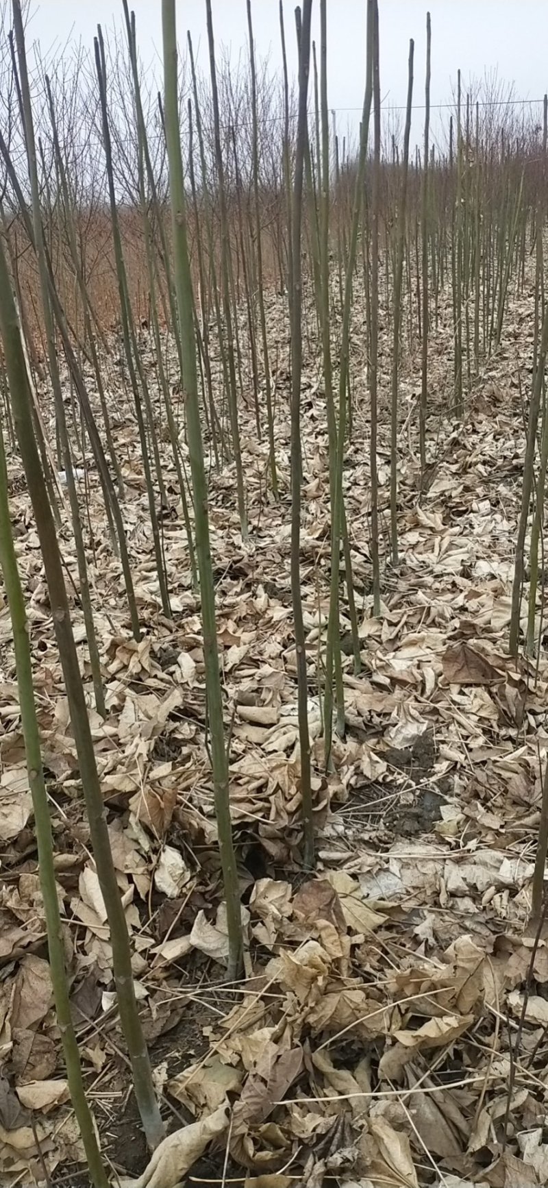 绿化树苗木青桐青桐树苗梧桐苗中国梧桐树苗街道工程用