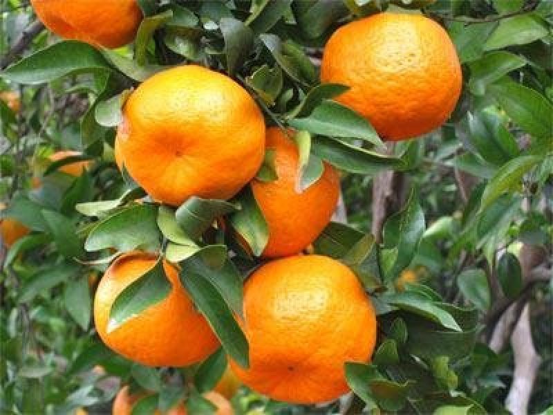 湖南湘西凤凰椪柑原产地【批发社区团购电商商超】