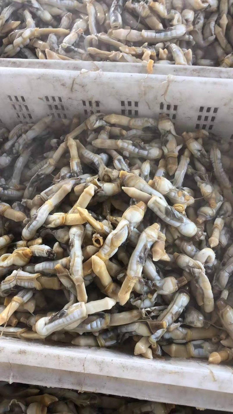 【有好货】新鲜蛏子单冻蛏子肉蛏子干