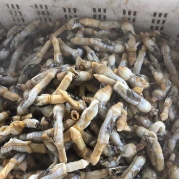 【有好货】新鲜蛏子单冻蛏子肉蛏子干