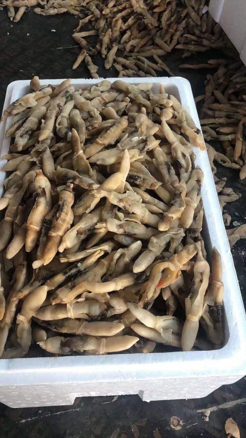 【有好货】新鲜蛏子单冻蛏子肉蛏子干