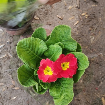 报春花盆栽基地直发