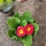 报春花盆栽基地直发