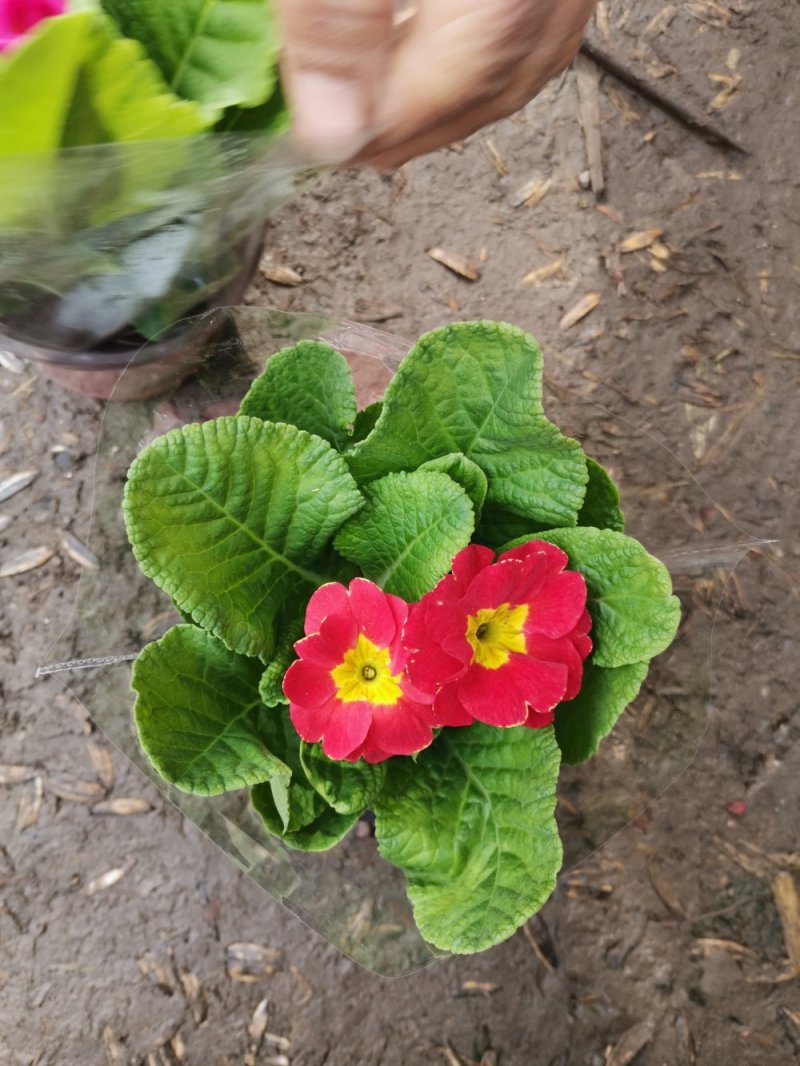报春花盆栽基地直发
