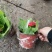报春花盆栽基地直发
