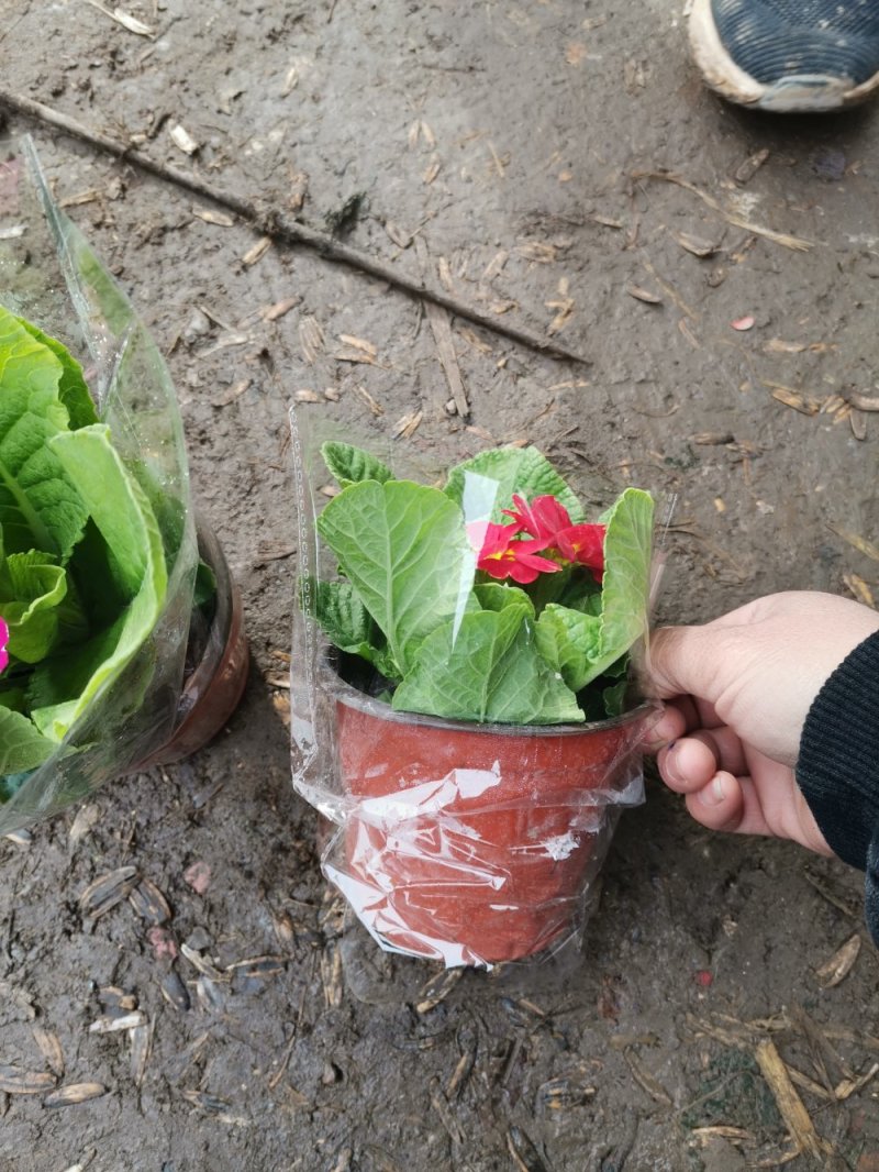 报春花盆栽基地直发