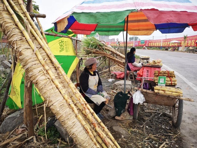 河南人称玻璃脆甘蔗本地人称木格白玉甘蔗脆口清甜可手撕甘蔗