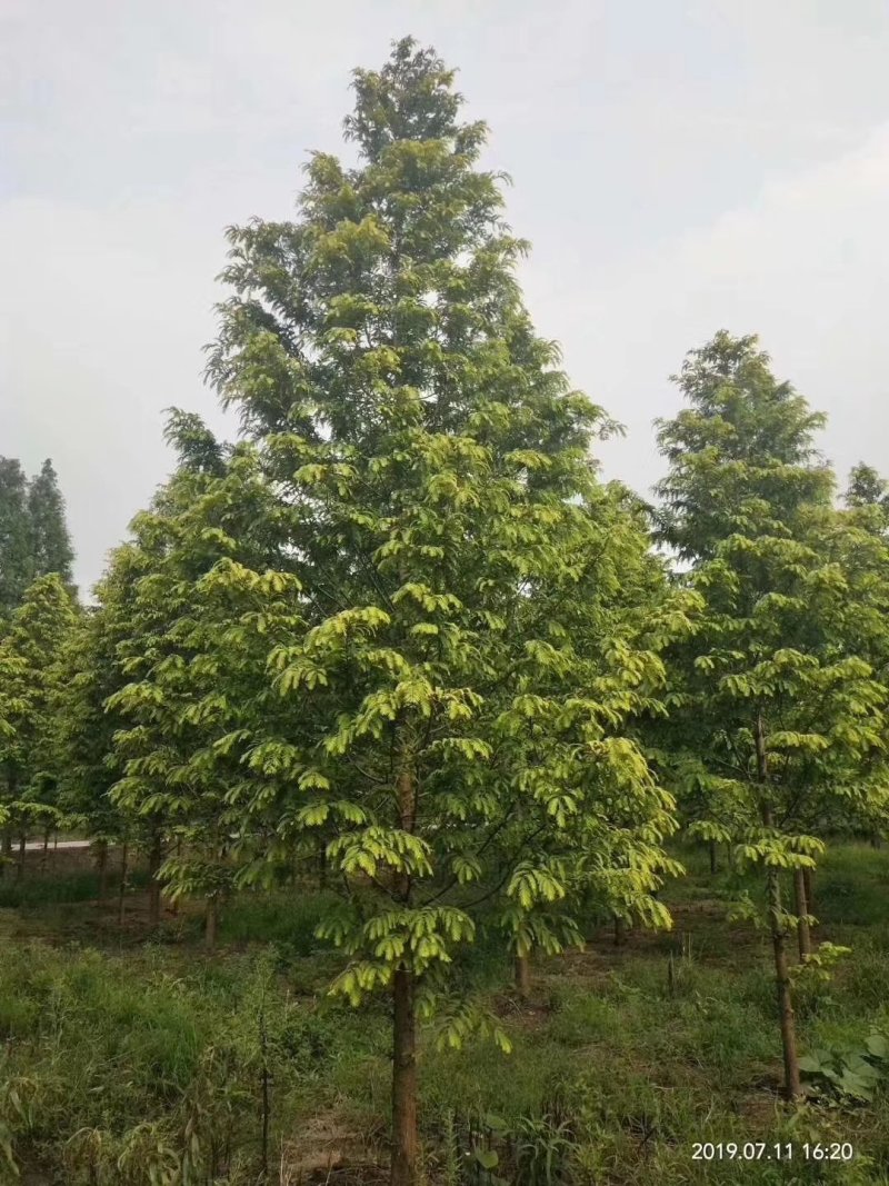 【热销】金叶水杉朴树基地直供欢迎致电诚信代办